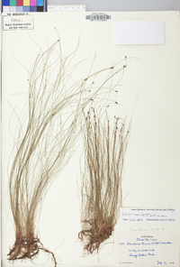 Eleocharis tenuis image