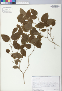 Smilax walteri image