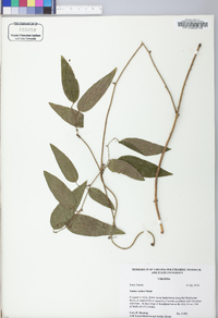 Smilax walteri image