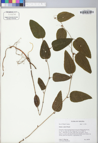 Smilax walteri image