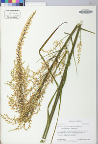 Stenanthium gramineum image