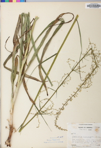 Stenanthium gramineum image