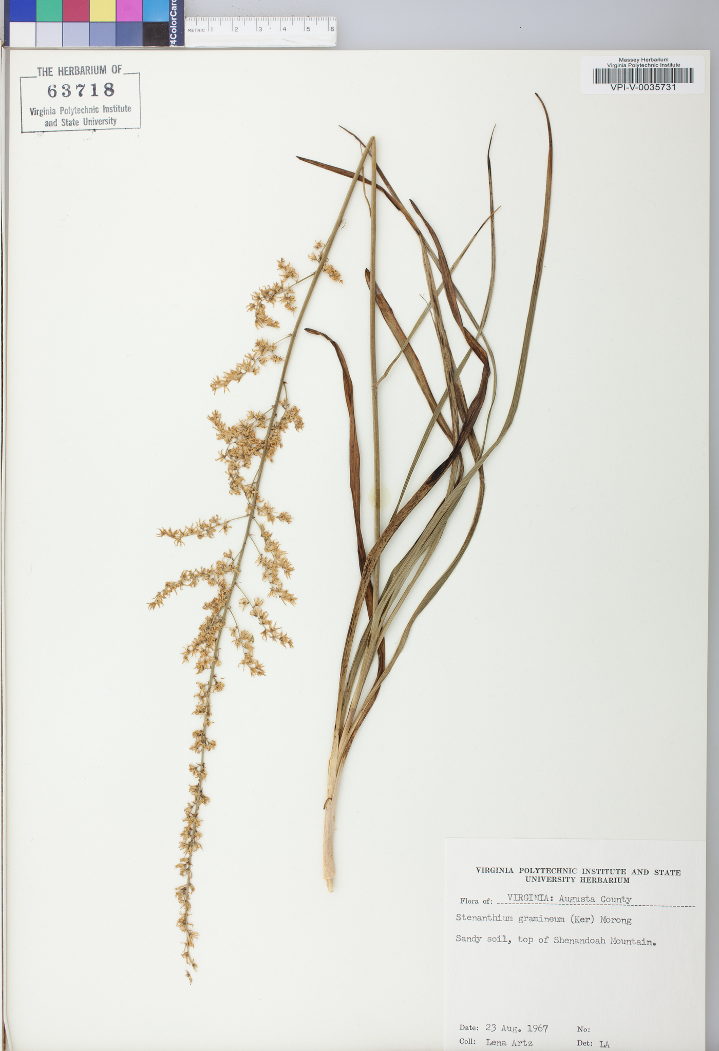 Stenanthium gramineum image