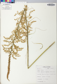 Stenanthium gramineum image