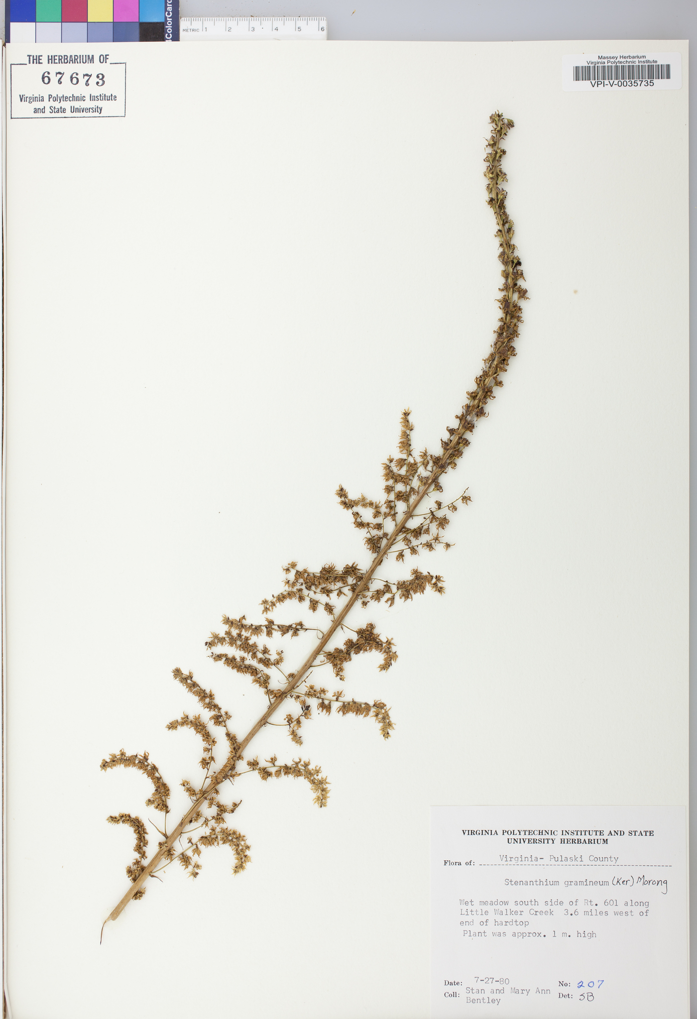 Stenanthium gramineum image
