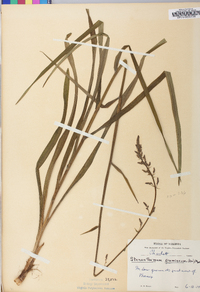 Stenanthium gramineum image