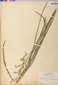 Stenanthium gramineum image