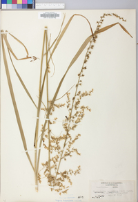 Stenanthium gramineum image