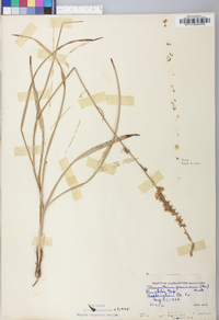 Stenanthium gramineum image