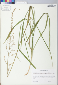 Stenanthium gramineum image