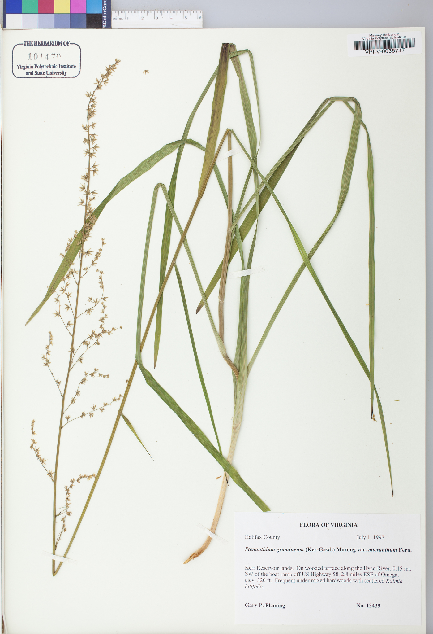 Stenanthium gramineum image
