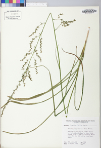 Stenanthium gramineum image