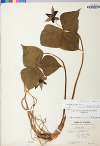 Trillium erectum image