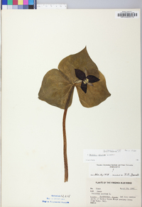 Trillium erectum image