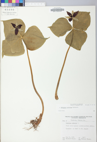 Trillium erectum image