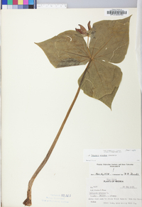 Trillium erectum image