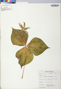 Trillium grandiflorum image