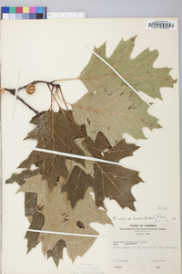 Quercus rubra var. borealis image