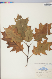 Quercus rubra var. borealis image