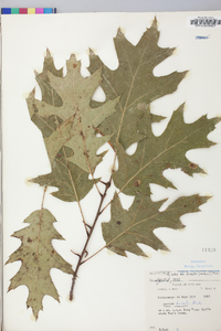 Quercus rubra var. borealis image