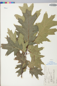 Quercus rubra var. borealis image