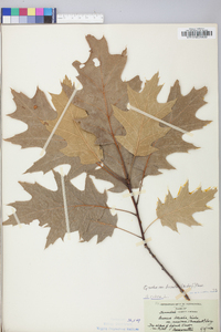 Quercus rubra var. borealis image