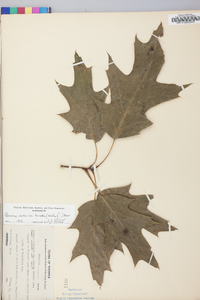 Quercus rubra var. borealis image