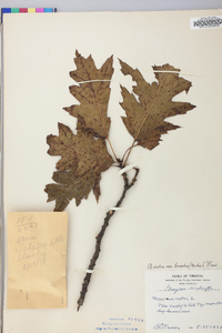 Quercus rubra var. borealis image