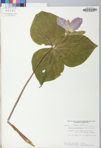 Trillium grandiflorum image