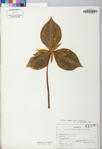 Trillium luteum image