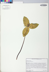 Trillium sessile image