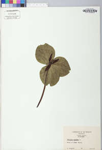 Trillium sessile image