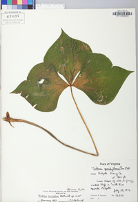 Trillium sulcatum image