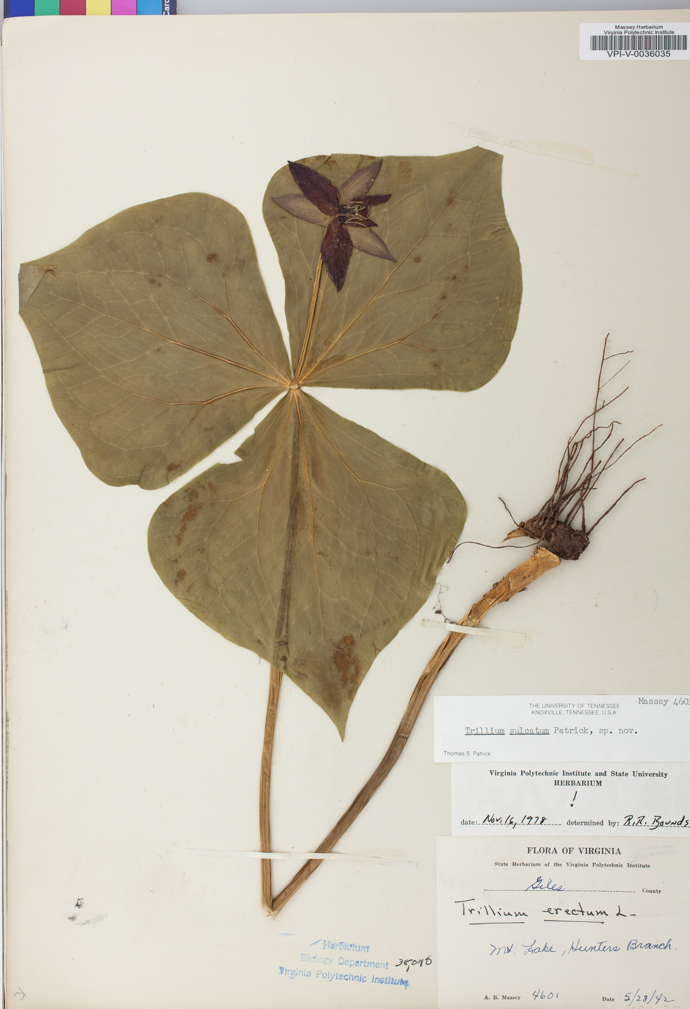 Trillium sulcatum image