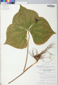 Trillium sulcatum image