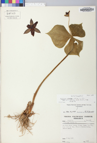 Trillium sulcatum image