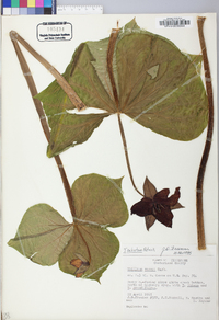 Trillium sulcatum image