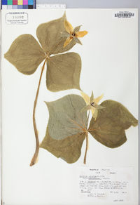 Trillium sulcatum image