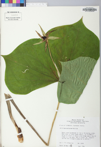 Trillium sulcatum image