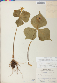 Trillium sulcatum image