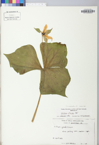 Trillium sulcatum image