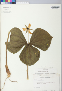 Trillium sulcatum image