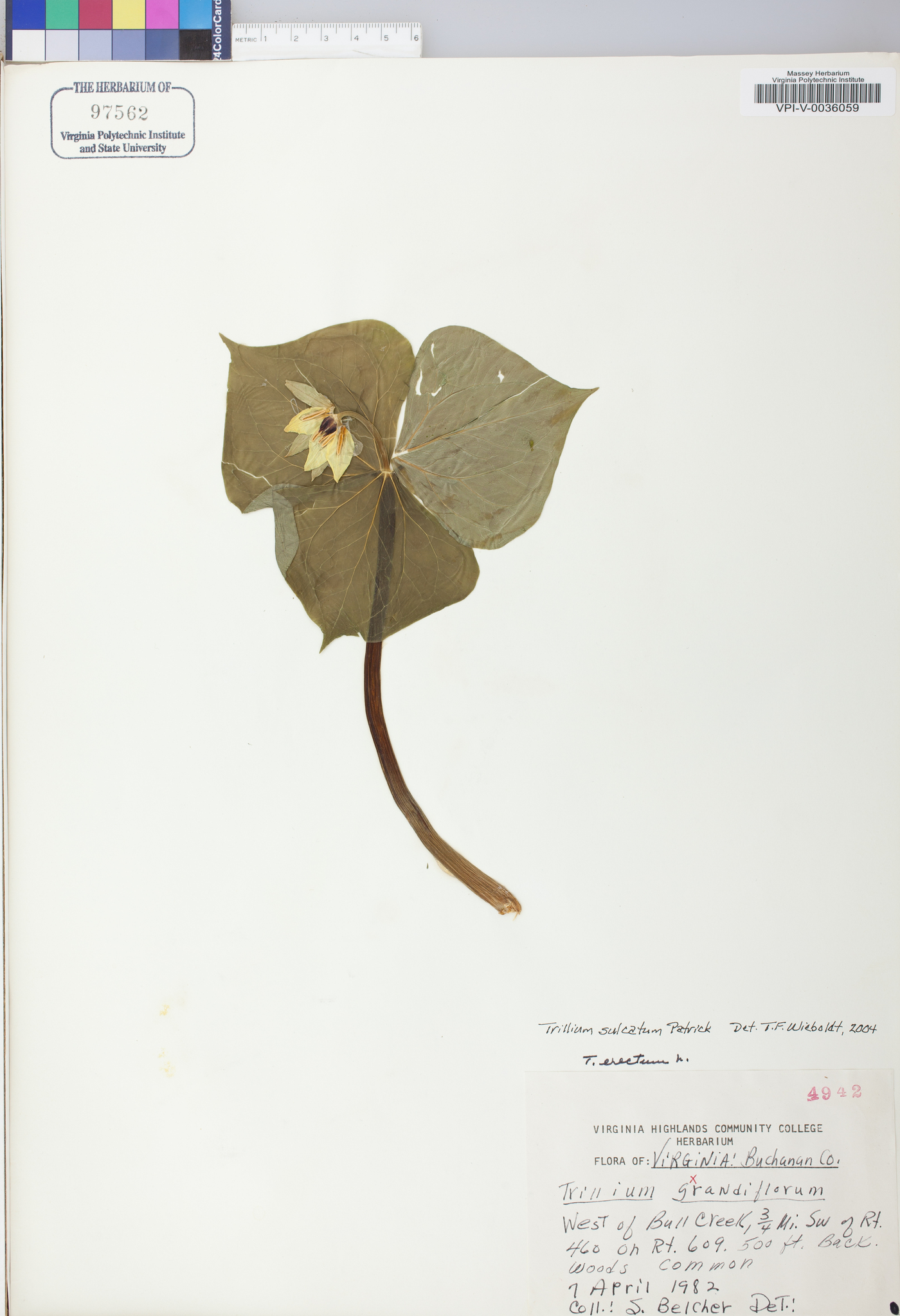 Trillium sulcatum image