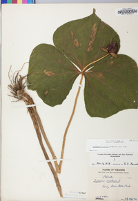 Trillium sulcatum image