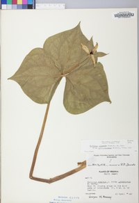 Trillium sulcatum image