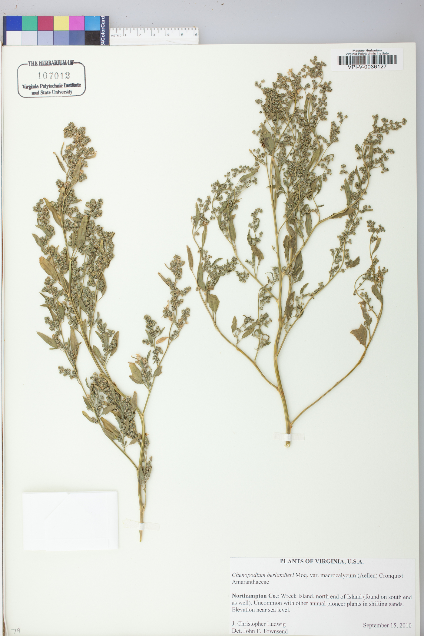 Chenopodium berlandieri var. macrocalycium image