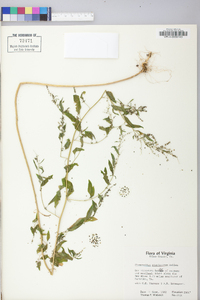 Chenopodium standleyanum image