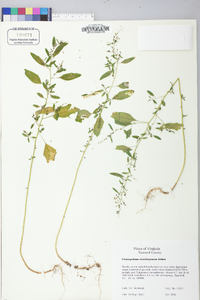 Chenopodium standleyanum image