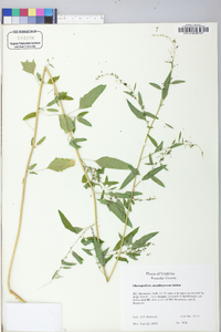 Chenopodium standleyanum image