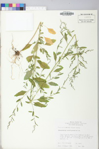 Chenopodium standleyanum image